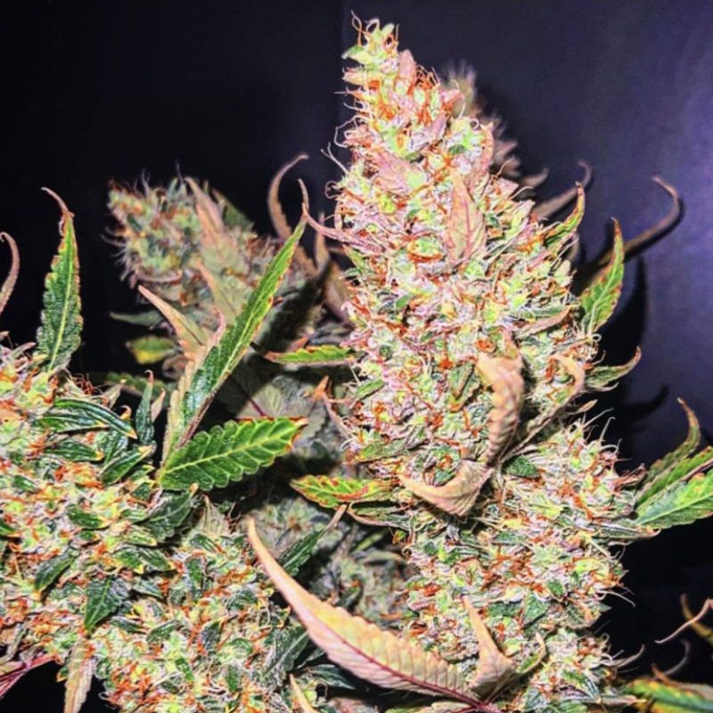 Nasiona marihuany Critical Red - odmiana konopi