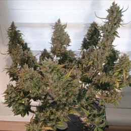 Nasiona marihuany Skunk Critical - opis odmiany konopi