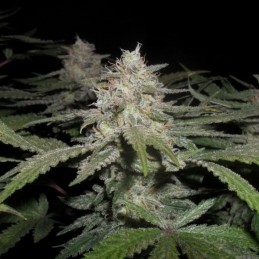 Nasiona marihuany Critical Power Widow - odmiana konopi