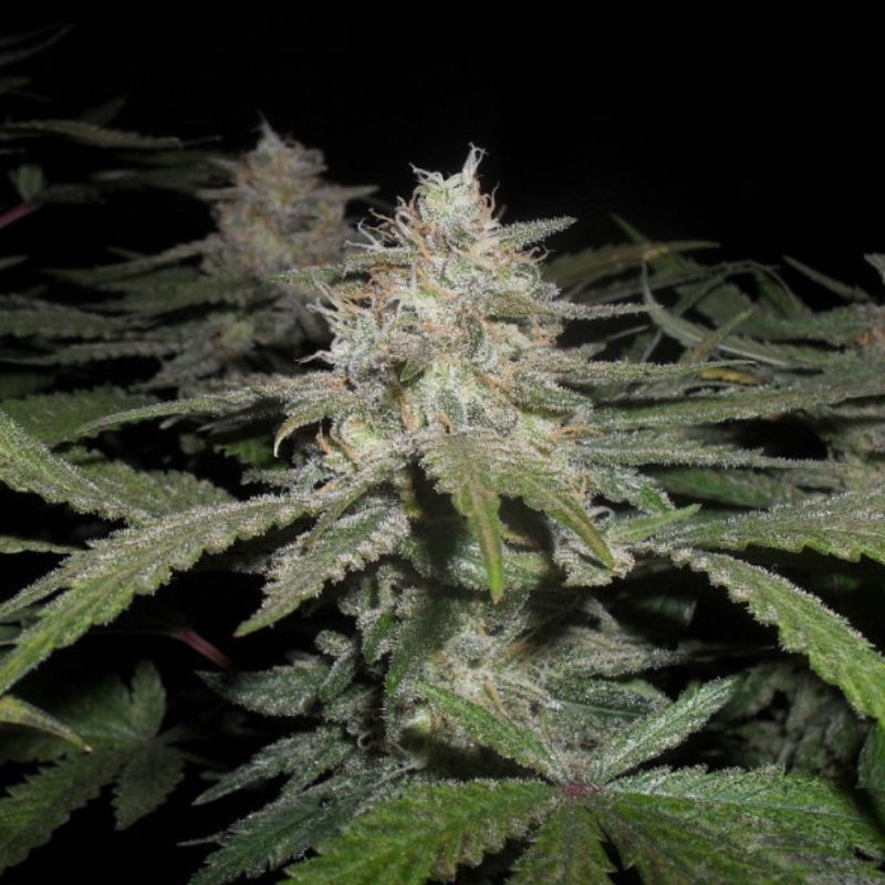 Nasiona marihuany Critical Power Widow - odmiana konopi