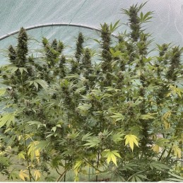 Nasiona marihuany Critical Creamatic - odmiana konopi