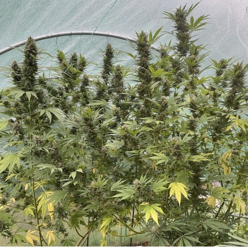 Nasiona marihuany Critical Creamatic - odmiana konopi