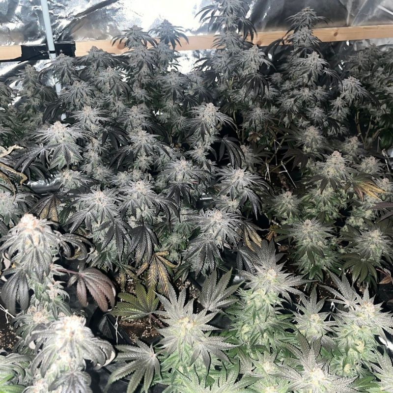 Nasiona marihuany Critical Critical Grape Plant - odmiana konopi