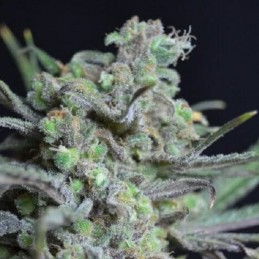 Nasiona marihuany Critical Medical CBD - odmiana konopi