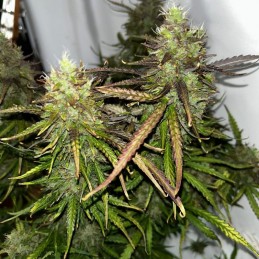 Nasiona marihuany Critical Gelato Extra - odmiana konopi