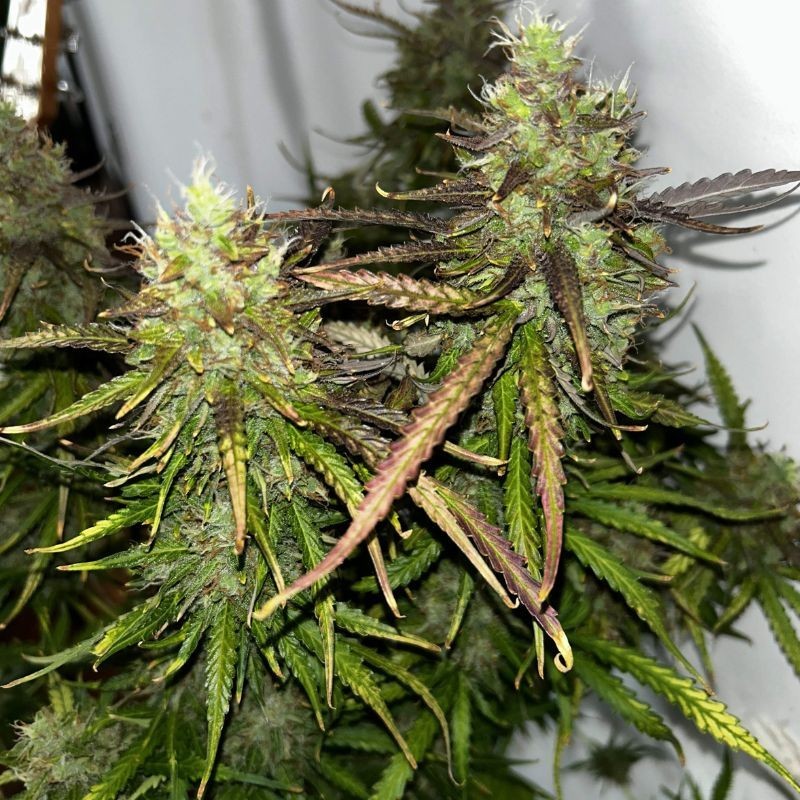 Nasiona marihuany Critical Gelato Extra - odmiana konopi