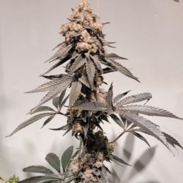 Nasiona marihuany automatyczne Auto Lemon Critical - odmiana konopi