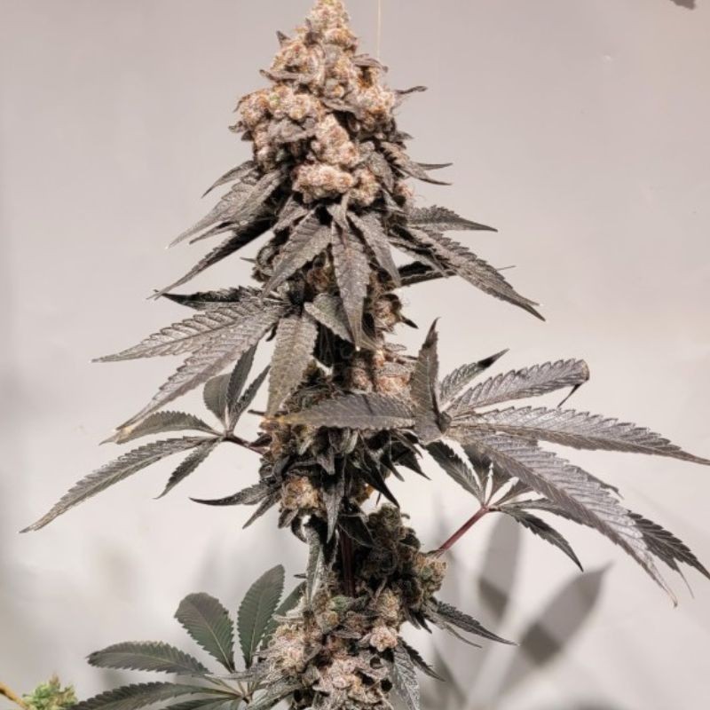 Nasiona marihuany automatyczne Auto Lemon Critical - odmiana konopi