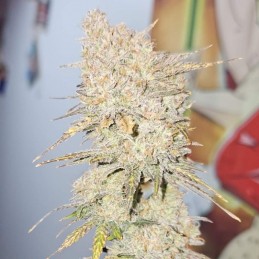 Nasiona marihuany automatyczne Auto Critical Snow - odmiana konopi