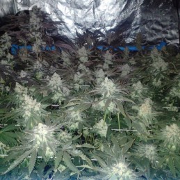 Nasiona marihuany automatyczne Auto Critical LSD - odmiana konopi