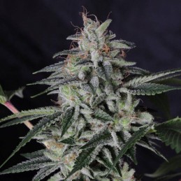 Medyczne nasiona marihuany CBD Critical White Mass - odmiana konopi