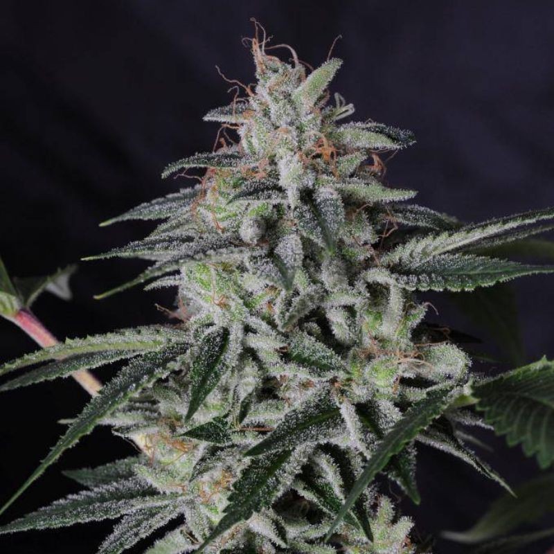 Medyczne nasiona marihuany CBD Critical White Mass - odmiana konopi