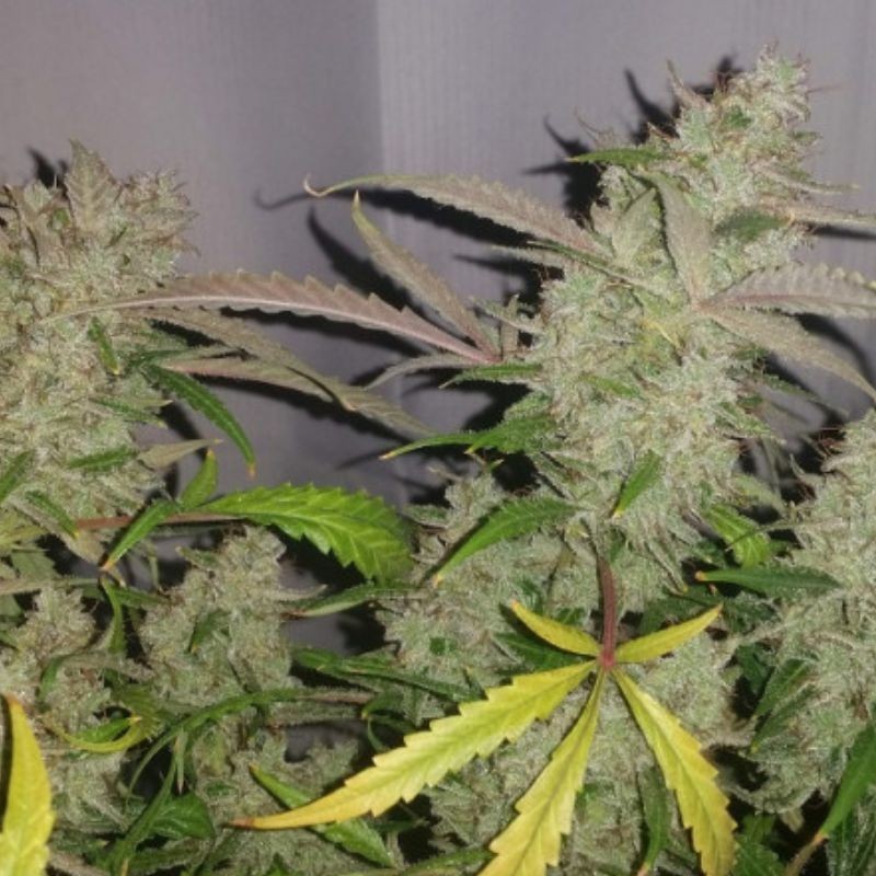 Nasiona marihuany automatyczne Critical Auto Kush - odmiana konopi