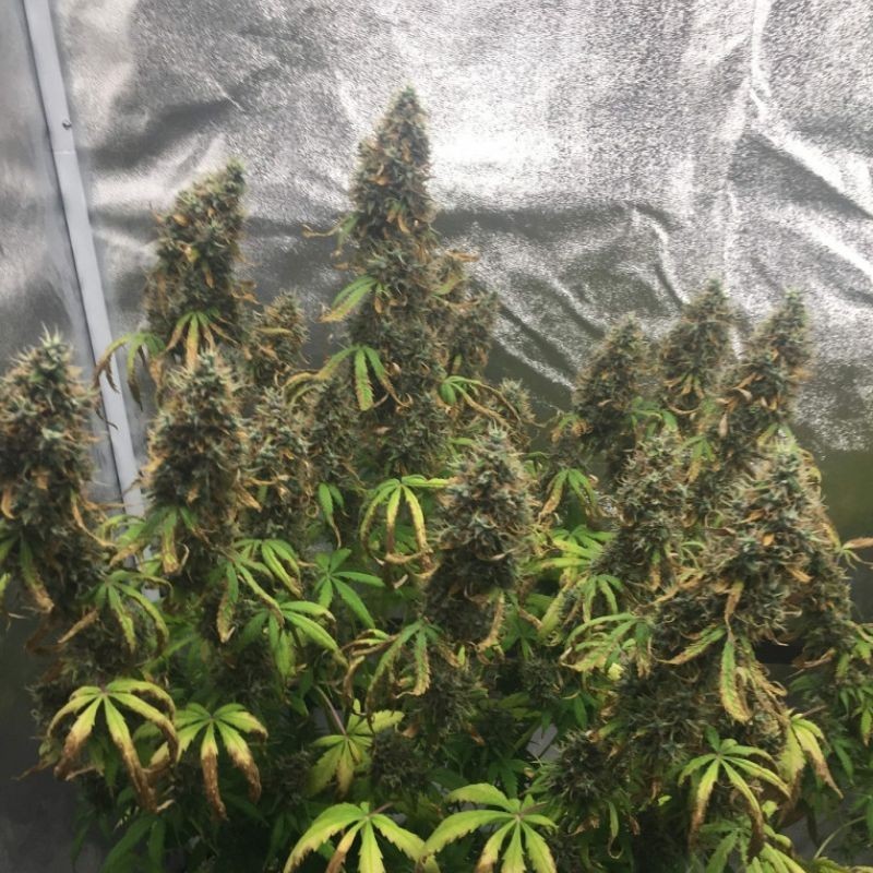 Nasiona marihuany Critical Kush Hulkberry - odmiana konopi