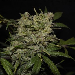 Nasiona marihuany Kalashnikova Critical Kush - opis odmiany konopi