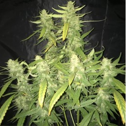 Nasiona marihuany Critical AK-47 Kush - odmiana konopi