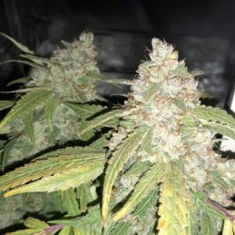 Nasiona marihuany Critical Mass Afghan - odmiana konopi