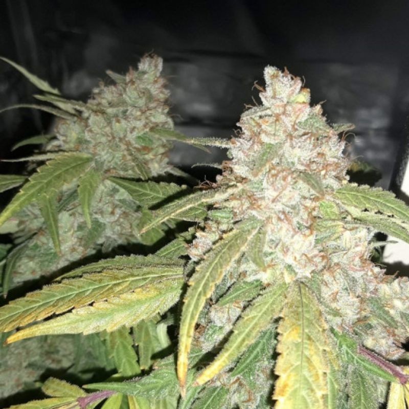 Nasiona marihuany Critical Mass Afghan - odmiana konopi