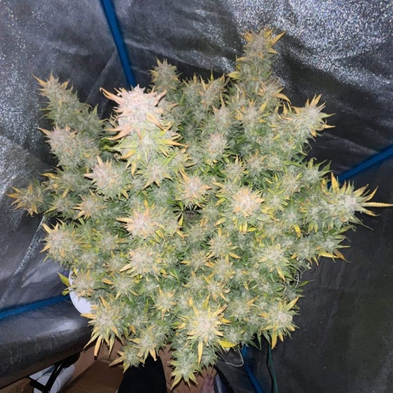 Nasiona marihuany Critical Mass Santa Haze - odmiana konopi