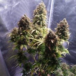 Nasiona marihuany Chronic Monster XXL - odmiana konopi