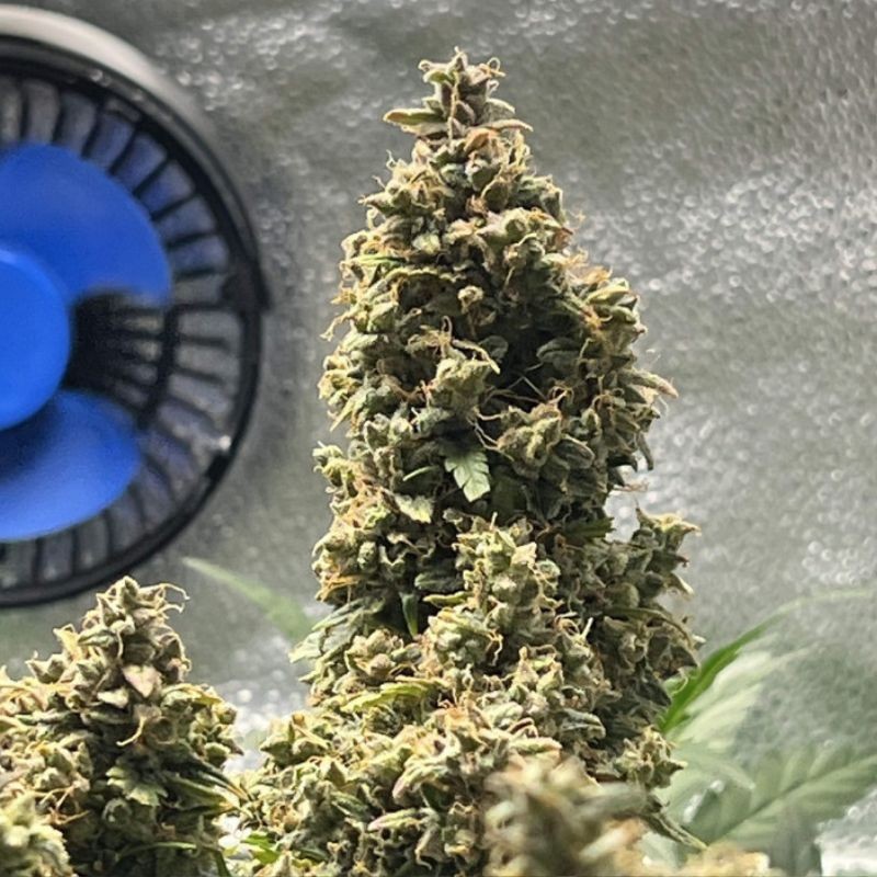 Nasiona marihuany automatyczne Auto Chronic Monster XXL - odmiana konopi