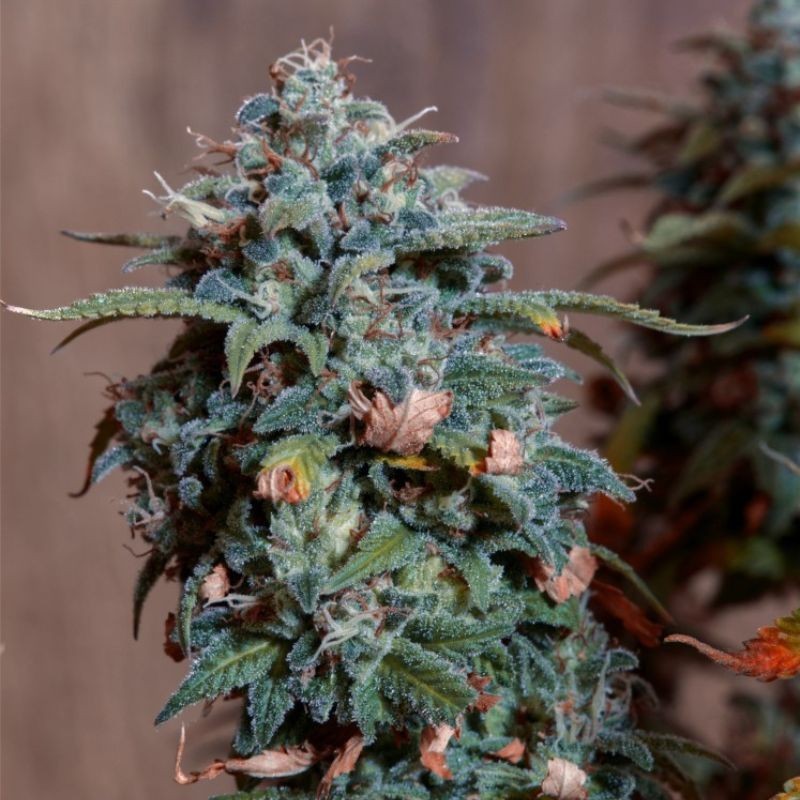 Nasiona marihuany automatyczne Auto Power Skunk Chronic Monster XXL - odmiana konopi