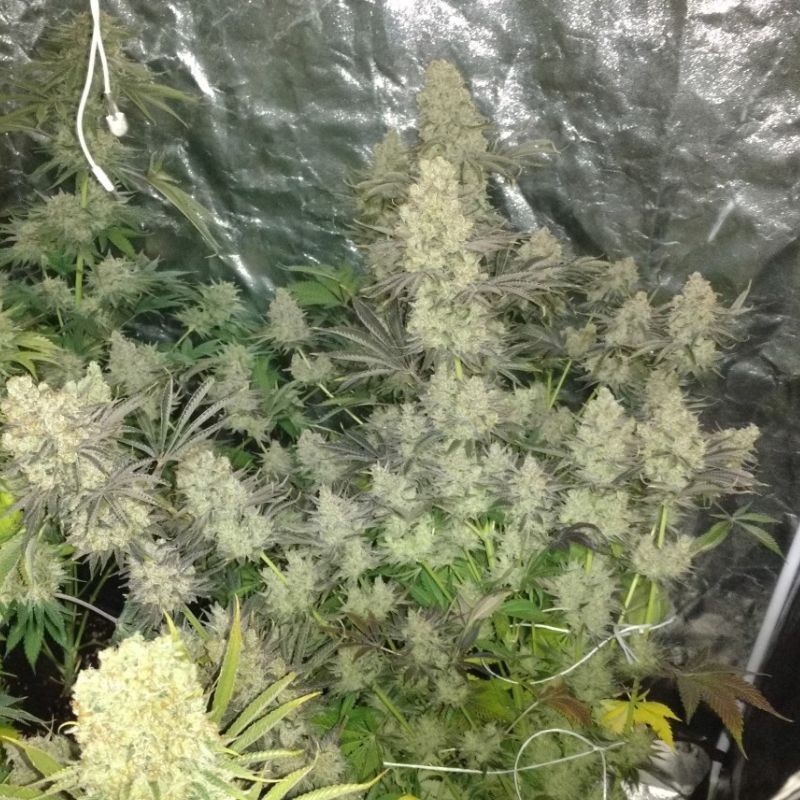 Nasiona marihuany automatyczne Auto Natural White Widow - odmiana konopi