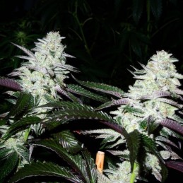 Nasiona marihuany automatyczne Auto Crack White Widow - odmiana konopi