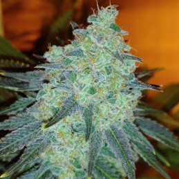 Nasiona marihuany automatyczne Auto Banana White Widow - odmiana konopi