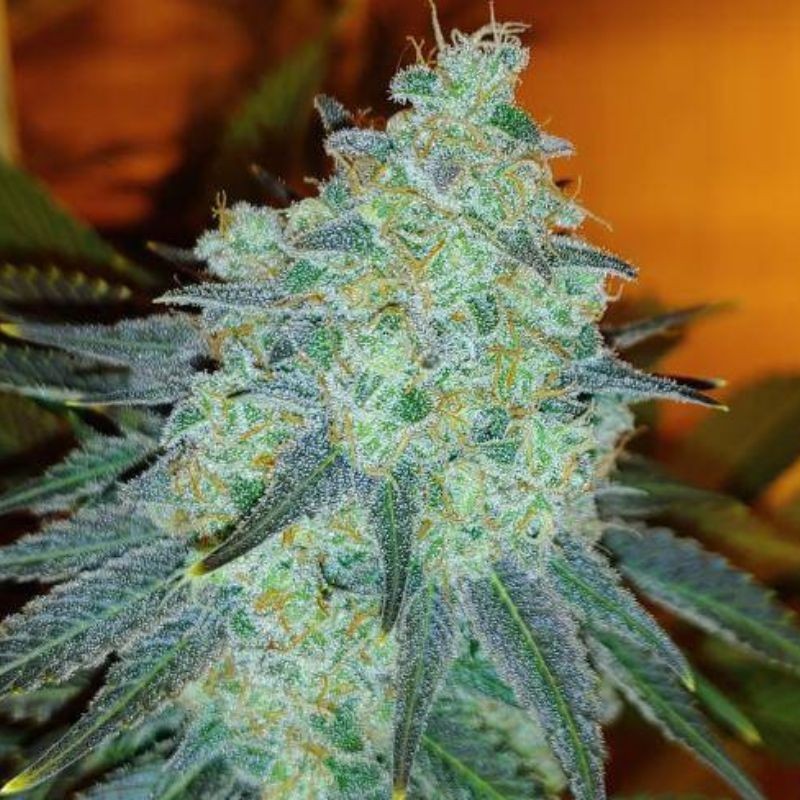 Nasiona marihuany automatyczne Auto Banana White Widow - odmiana konopi