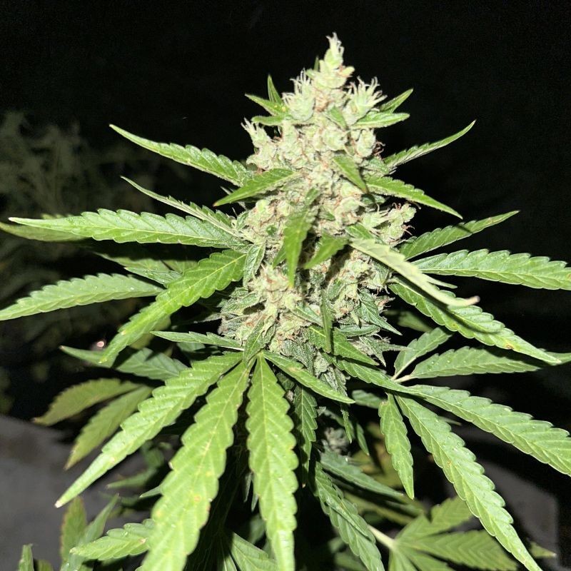 Nasiona marihuany automatyczne Auto Cream White Widow - odmiana konopi