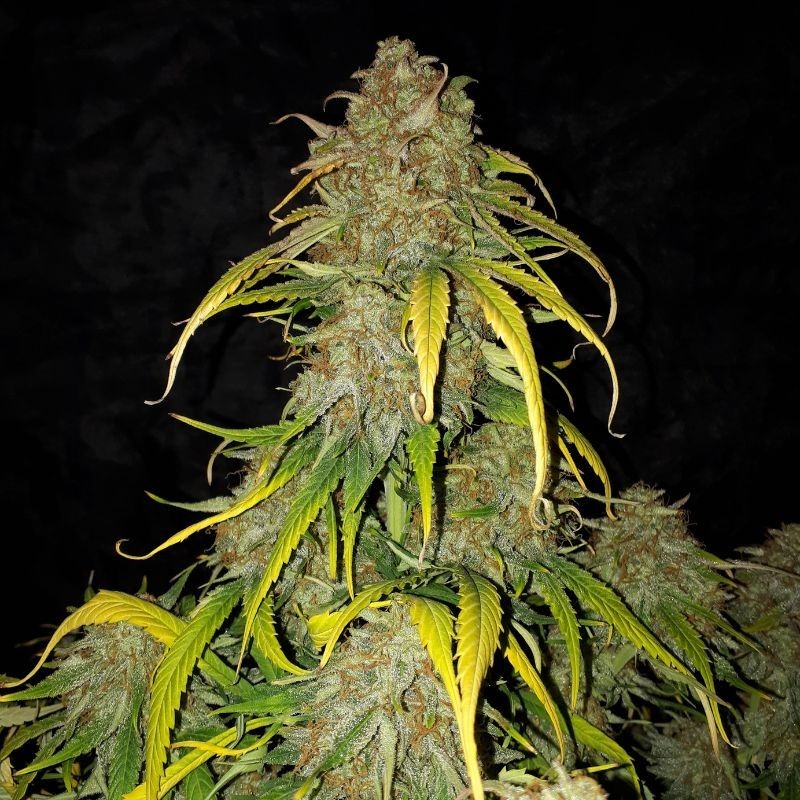 Nasiona marihuany automatyczne Auto Gold White Widow - odmiana konopi