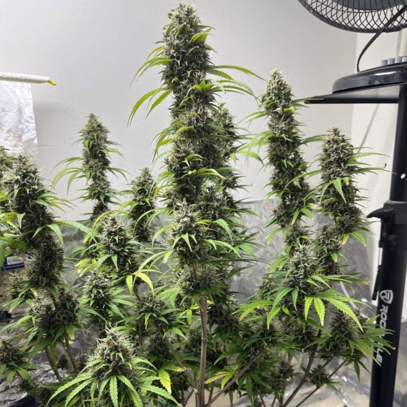 Nasiona marihuany automatyczne Auto Strong White Widow - odmiana konopi