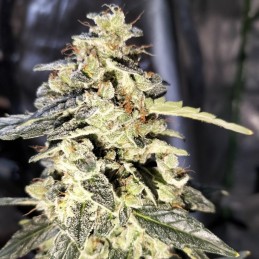 Nasiona marihuany automatyczne Auto Santa Haze White Widow - odmiana konopi