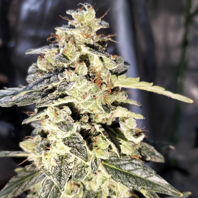 Nasiona marihuany automatyczne Auto Santa Haze White Widow - odmiana konopi