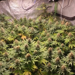 Nasiona marihuany automatyczne Auto Super Mazar - odmiana konopi
