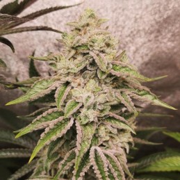 Nasiona marihuany automatyczne Auto Super Mazar Haze - odmiana konopi