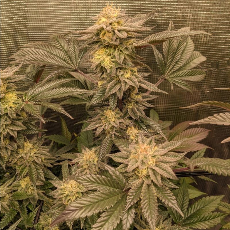 Nasiona marihuany automatyczne Auto OG Kush - odmiana konopi