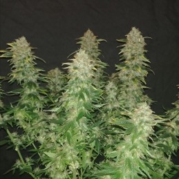 Nasiona marihuany automatyczne Auto Runtz OG Kush - odmiana konopi