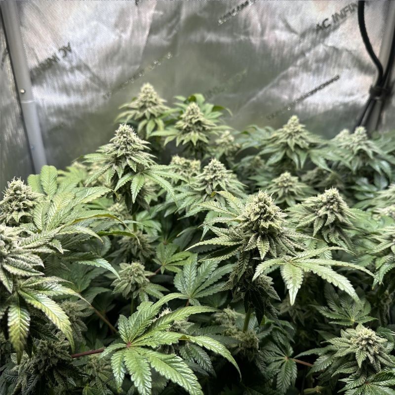 Nasiona marihuany automatyczne Auto Skunk OG Kush - odmiana konopi