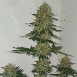 Nasiona marihuany automatyczne Auto Elite OG Kush - odmiana konopi