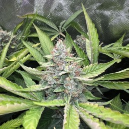 Nasiona marihuany automatyczne Auto Banner OG Kush - odmiana konopi