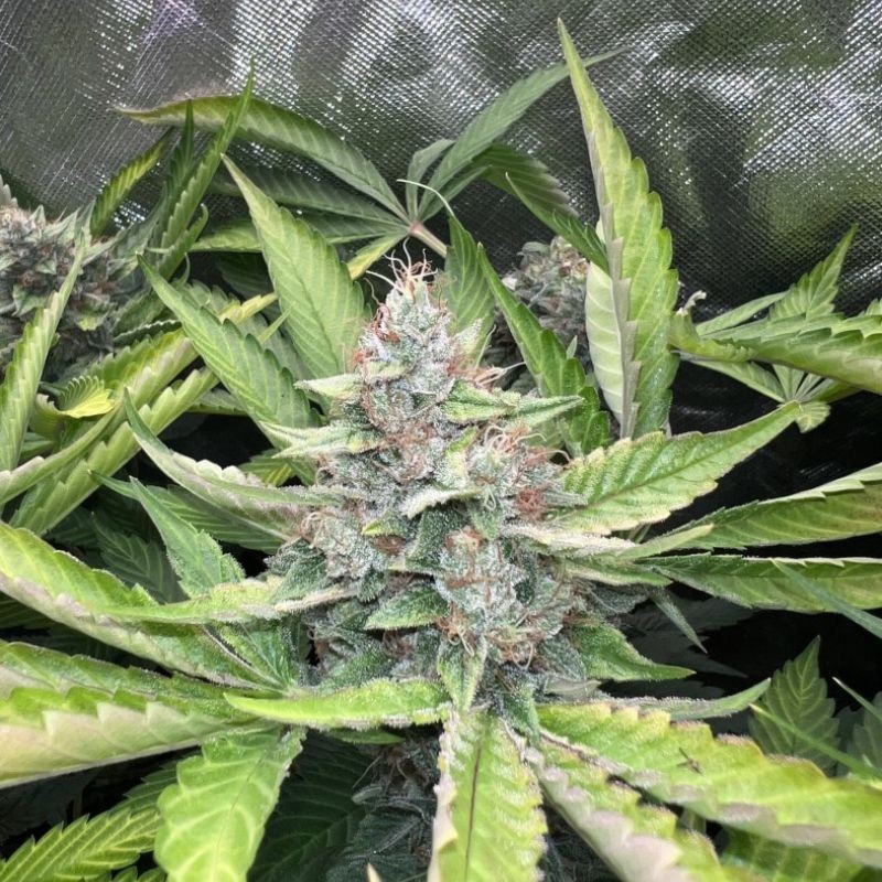 Nasiona marihuany automatyczne Auto Banner OG Kush - odmiana konopi