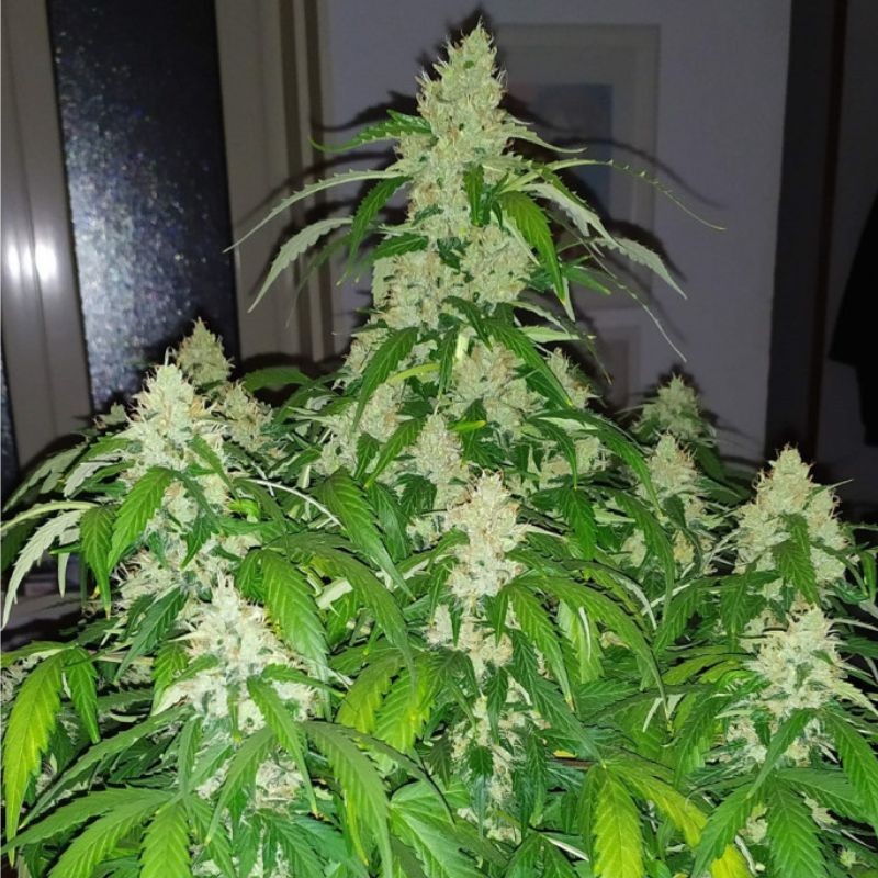 Nasiona marihuany automatyczne Auto Jack White Hammer - odmiana konopi