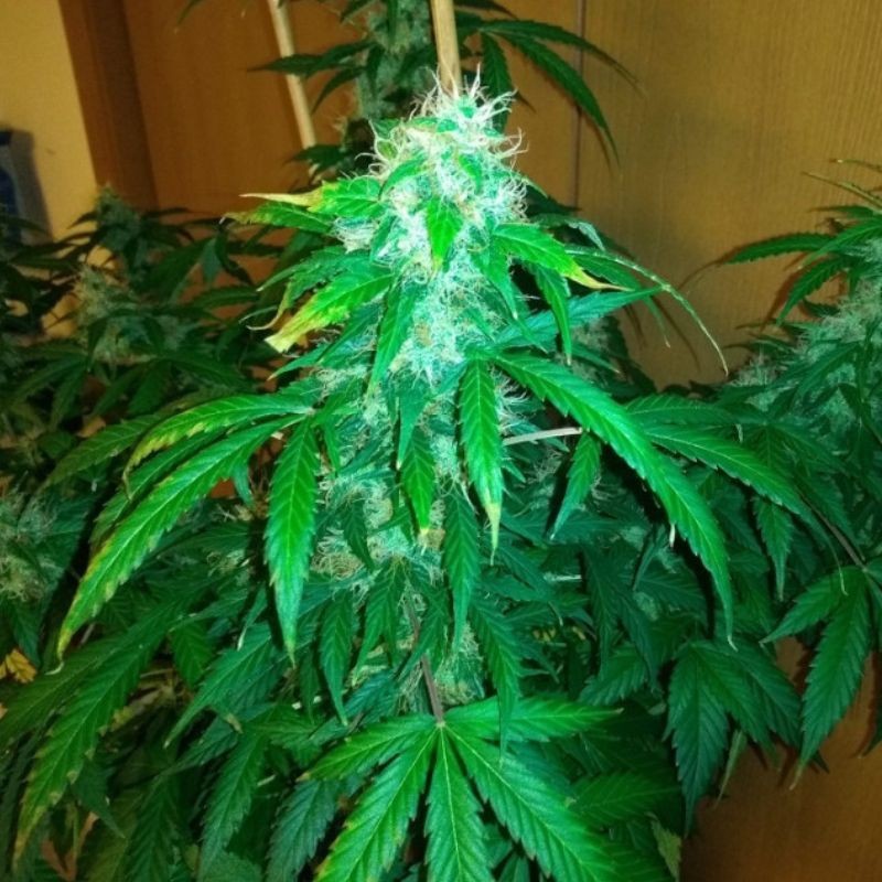 Nasiona marihuany automatyczne Auto Amnesia Heaven - odmiana konopi