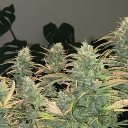 Nasiona marihuany automatyczne Auto Green Wild Shark - odmiana konopi