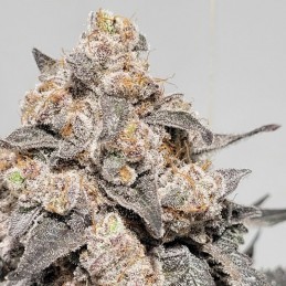 Nasiona marihuany automatyczne Auto Blueberry Green Wild Shark - odmiana konopi