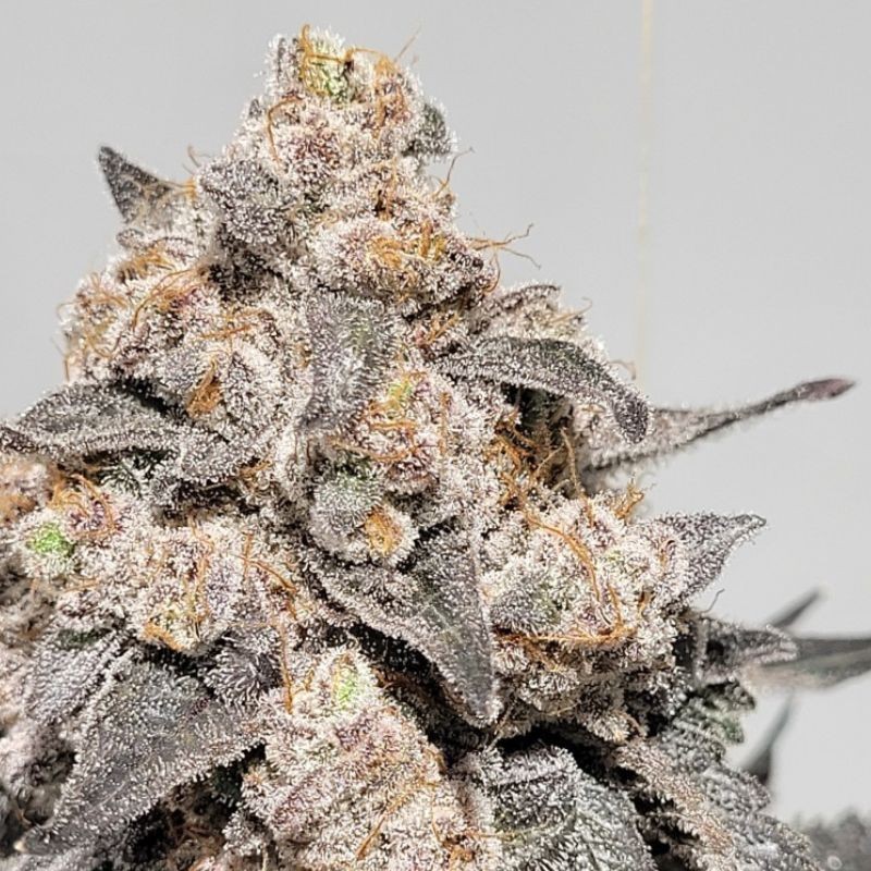 Nasiona marihuany automatyczne Auto Blueberry Green Wild Shark - odmiana konopi