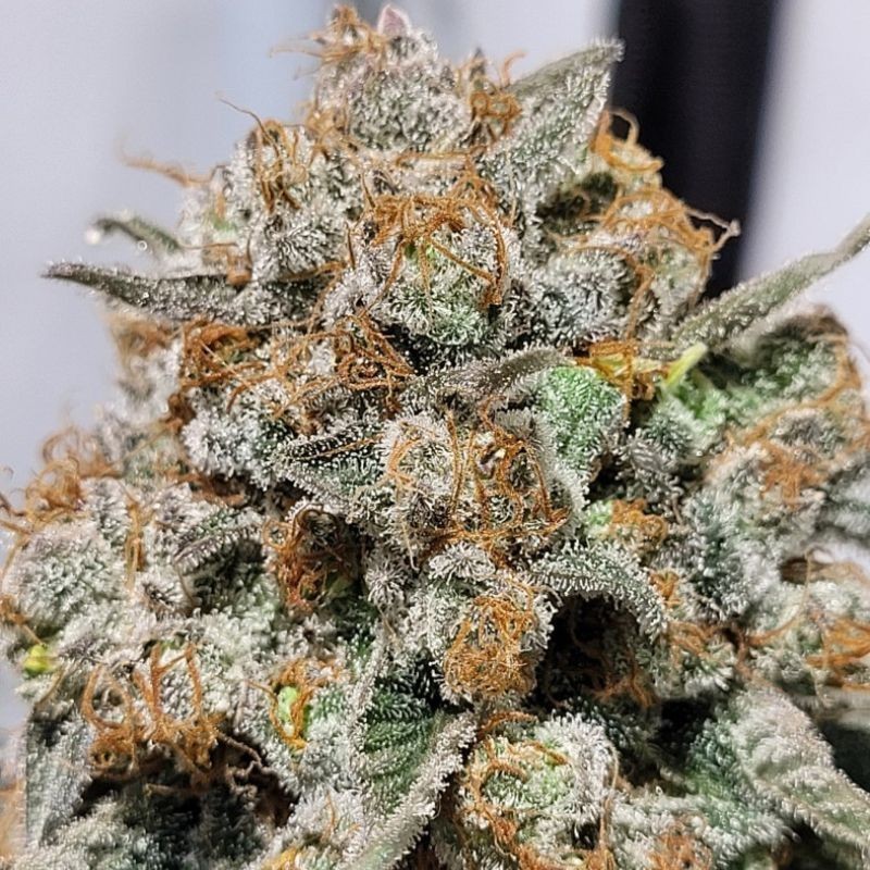 Nasiona marihuany automatyczne Auto Chocolope - odmiana konopi