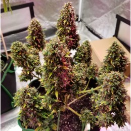 Nasiona marihuany automatyczne Auto Super Hybrid Chocolope - odmiana konopi